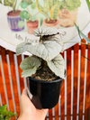 Begonia Gris
