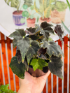 Begonia Black
