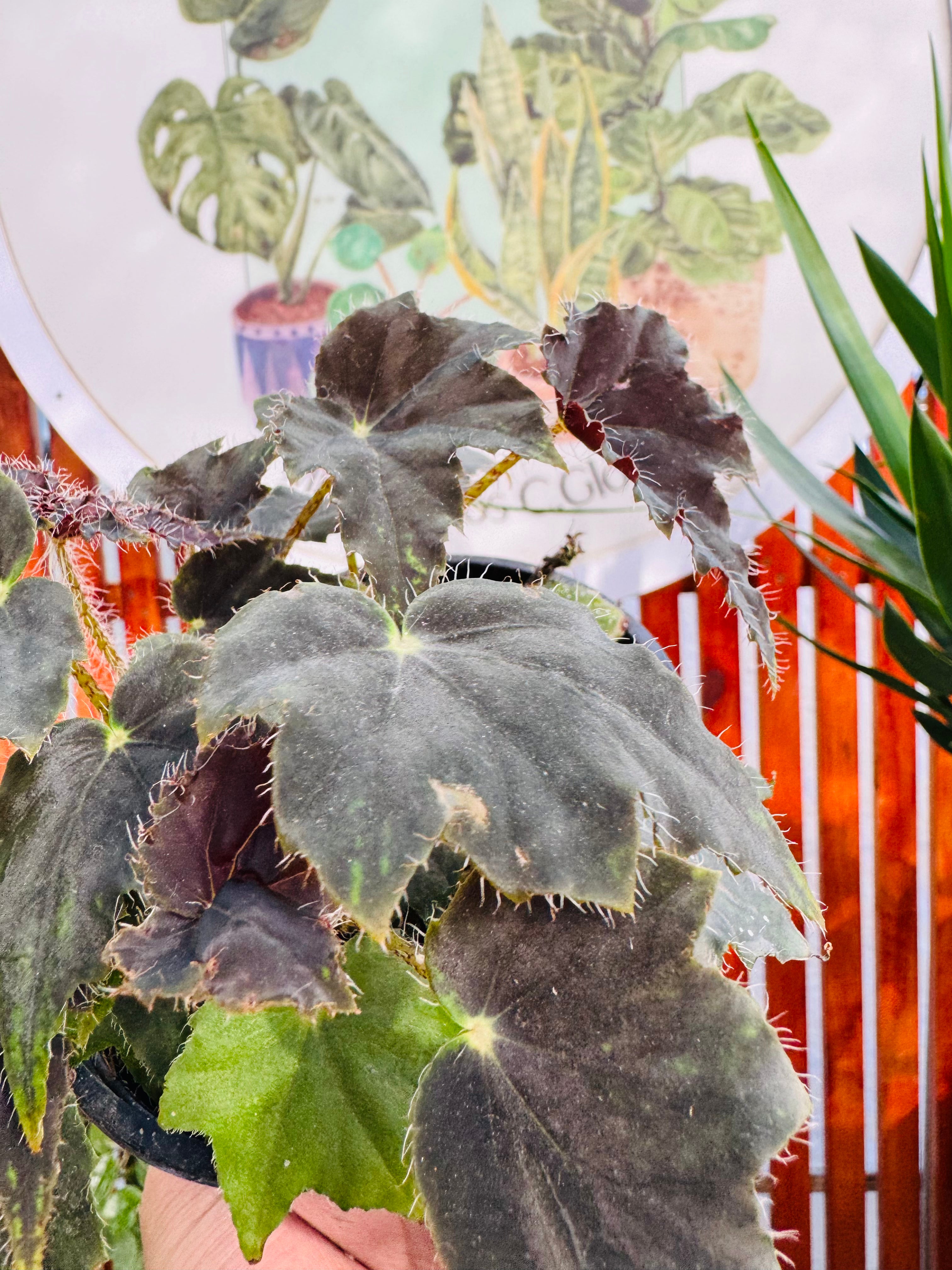 Vivero Mis Tesoros C Gloria