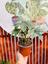 Begonia green silver
