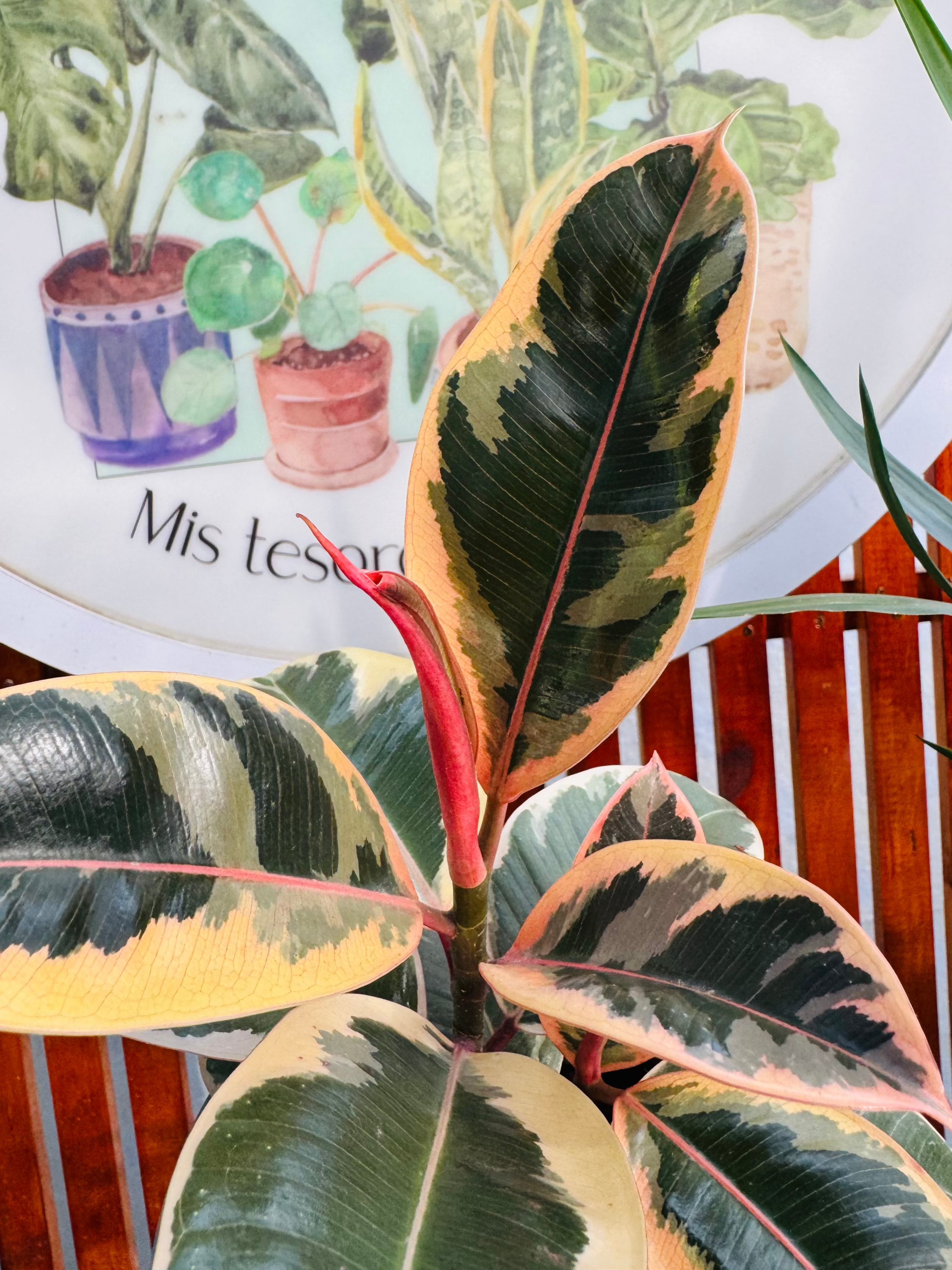 Ficus/Gomero Tineke