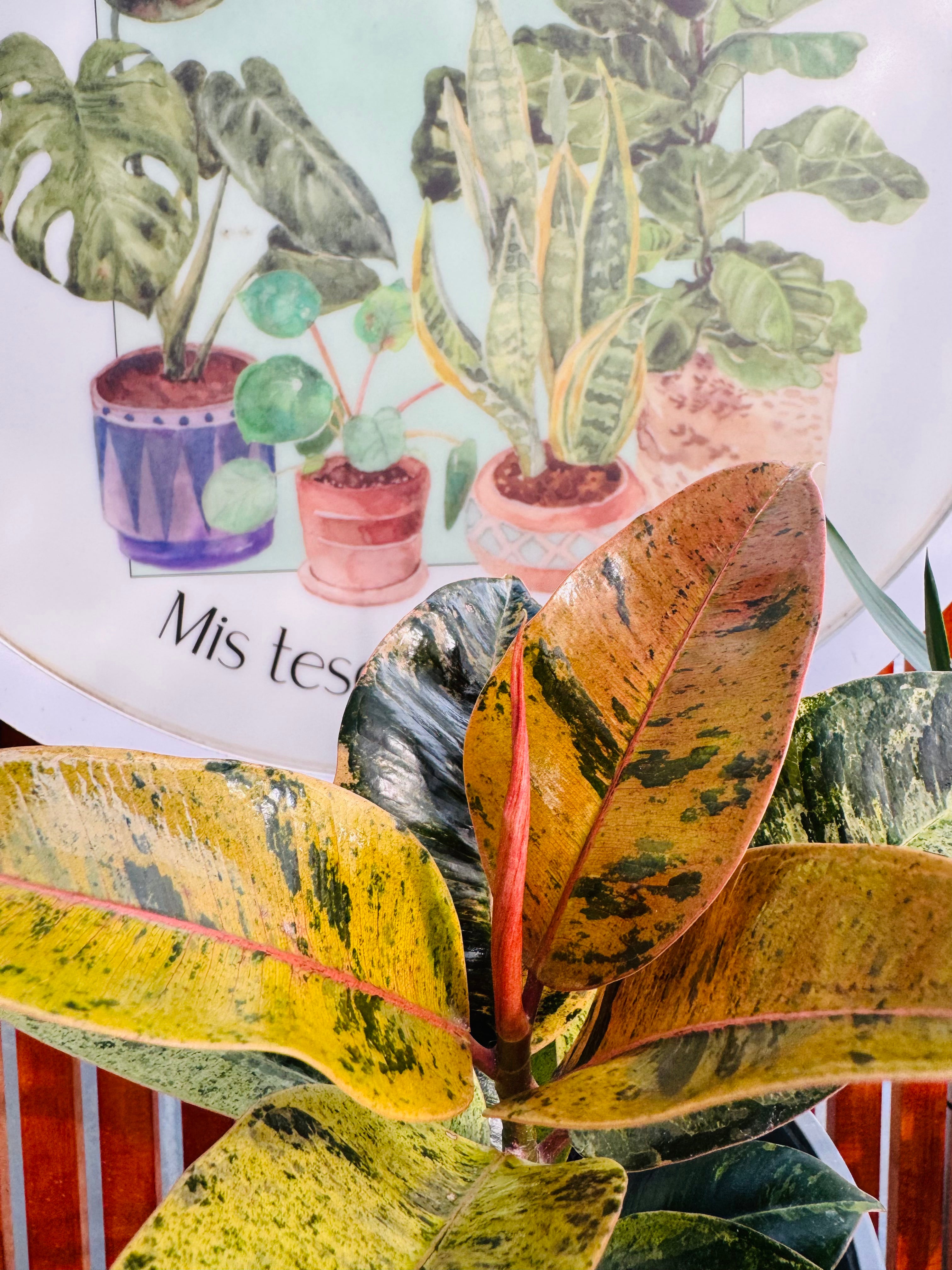 Ficus Shiveriano
