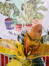 Ficus Shiveriano