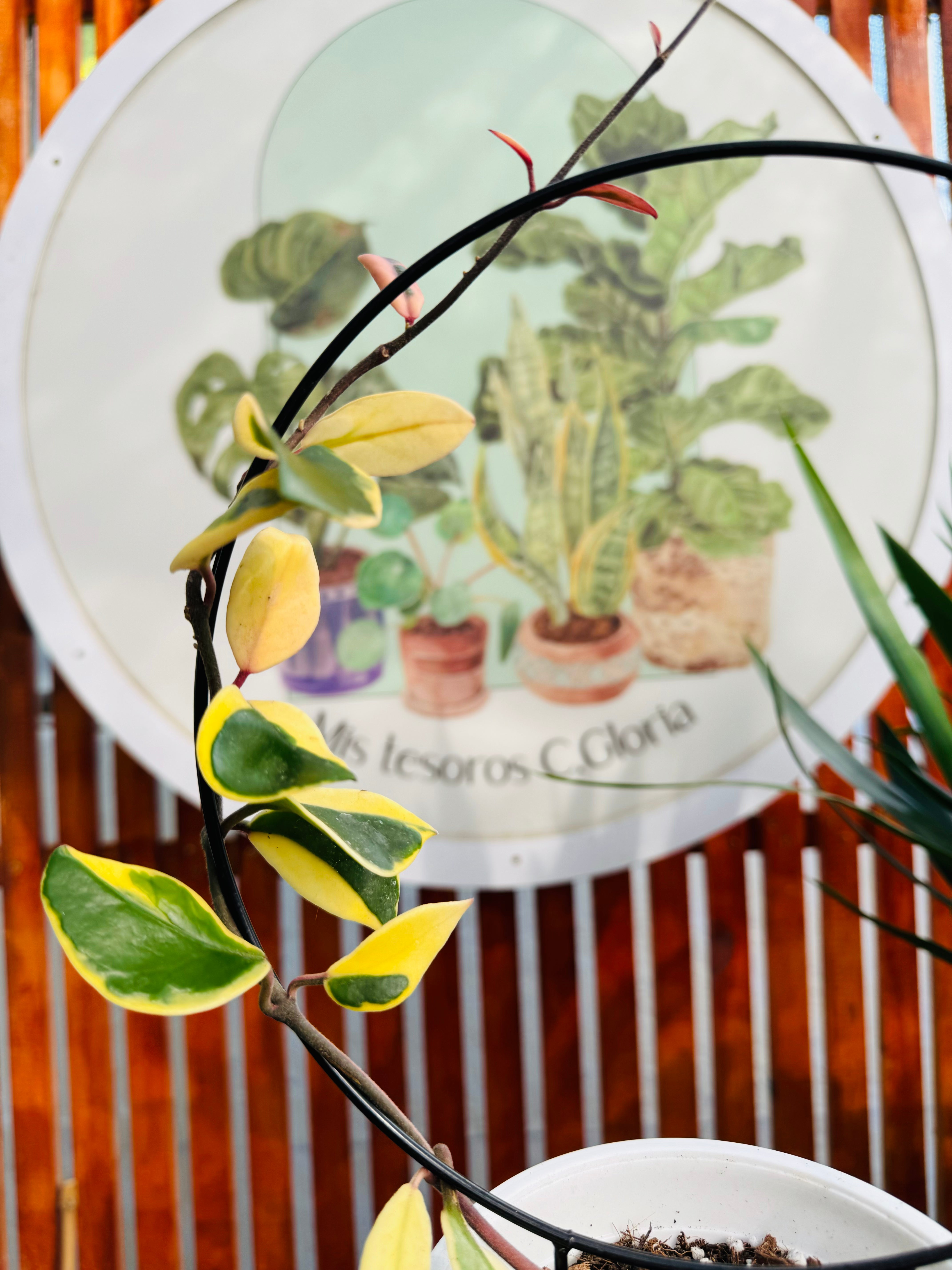 Hoya Krimson Queen c/tutor