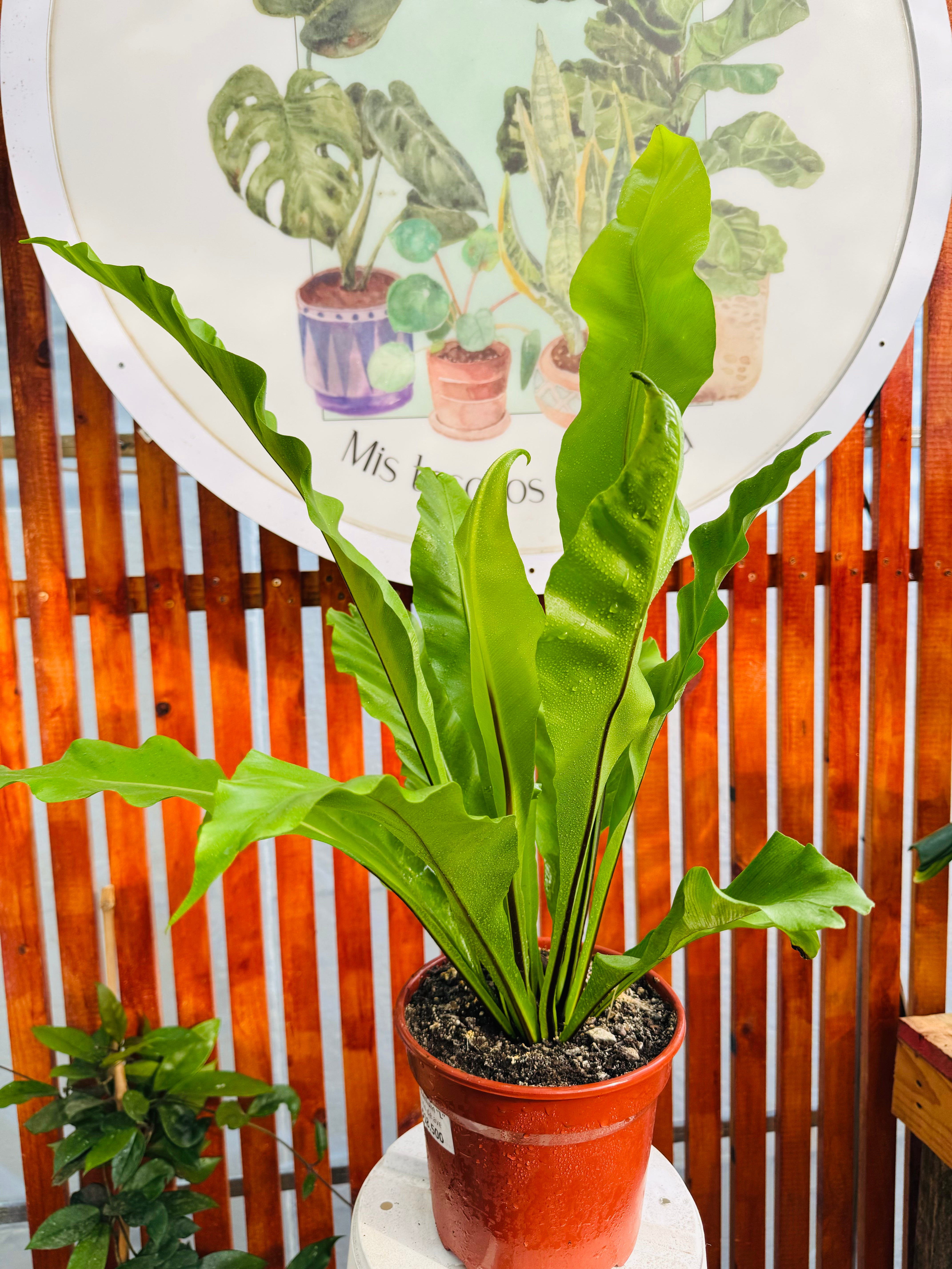 Helecho Asplenium - Nido de Aves "L"