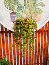 Peperomia Peperspot