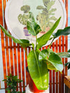 Longifolio