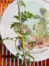Jazmín Oloroso - Polyantha