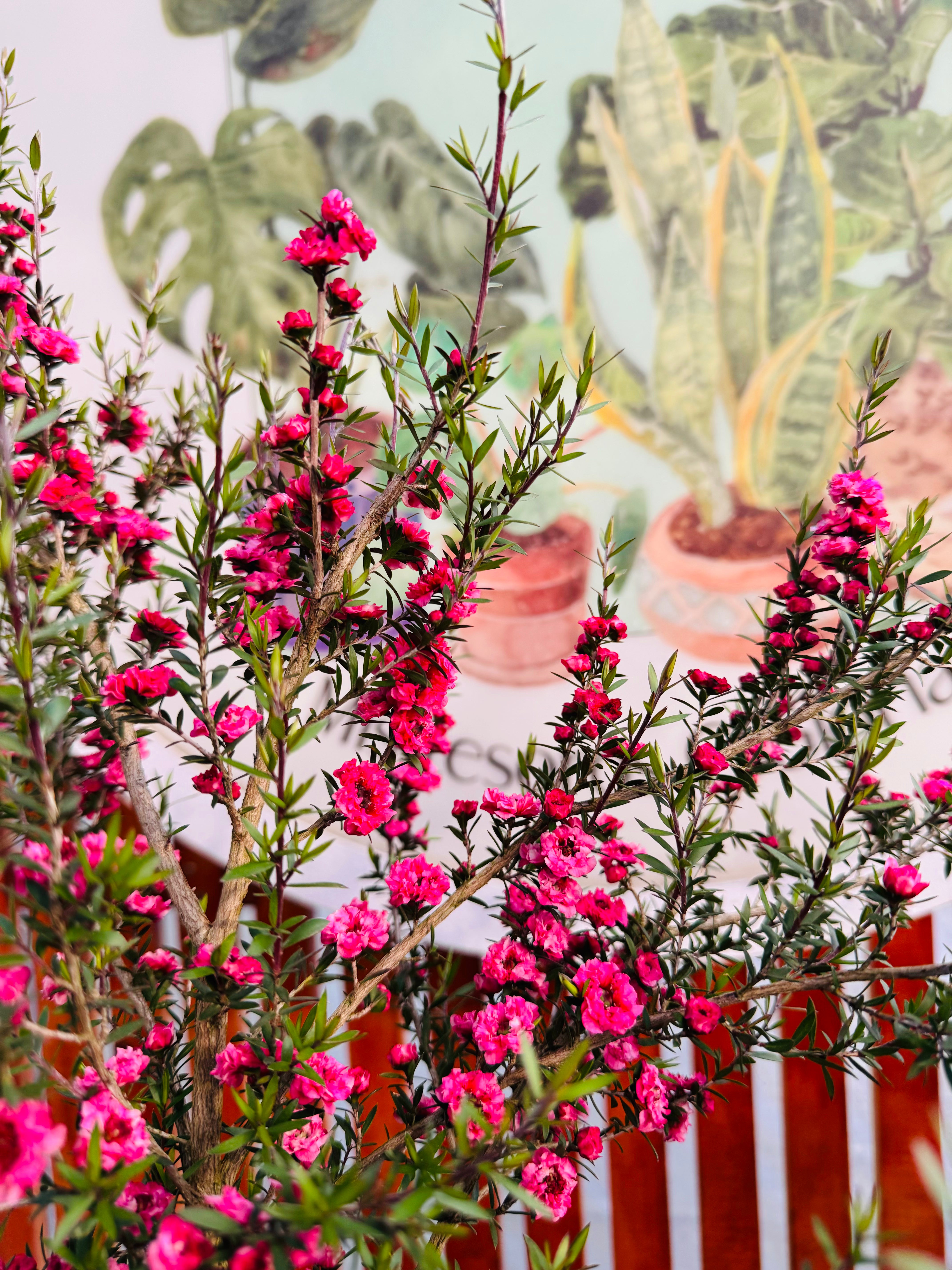 Vivero Mis Tesoros C Gloria