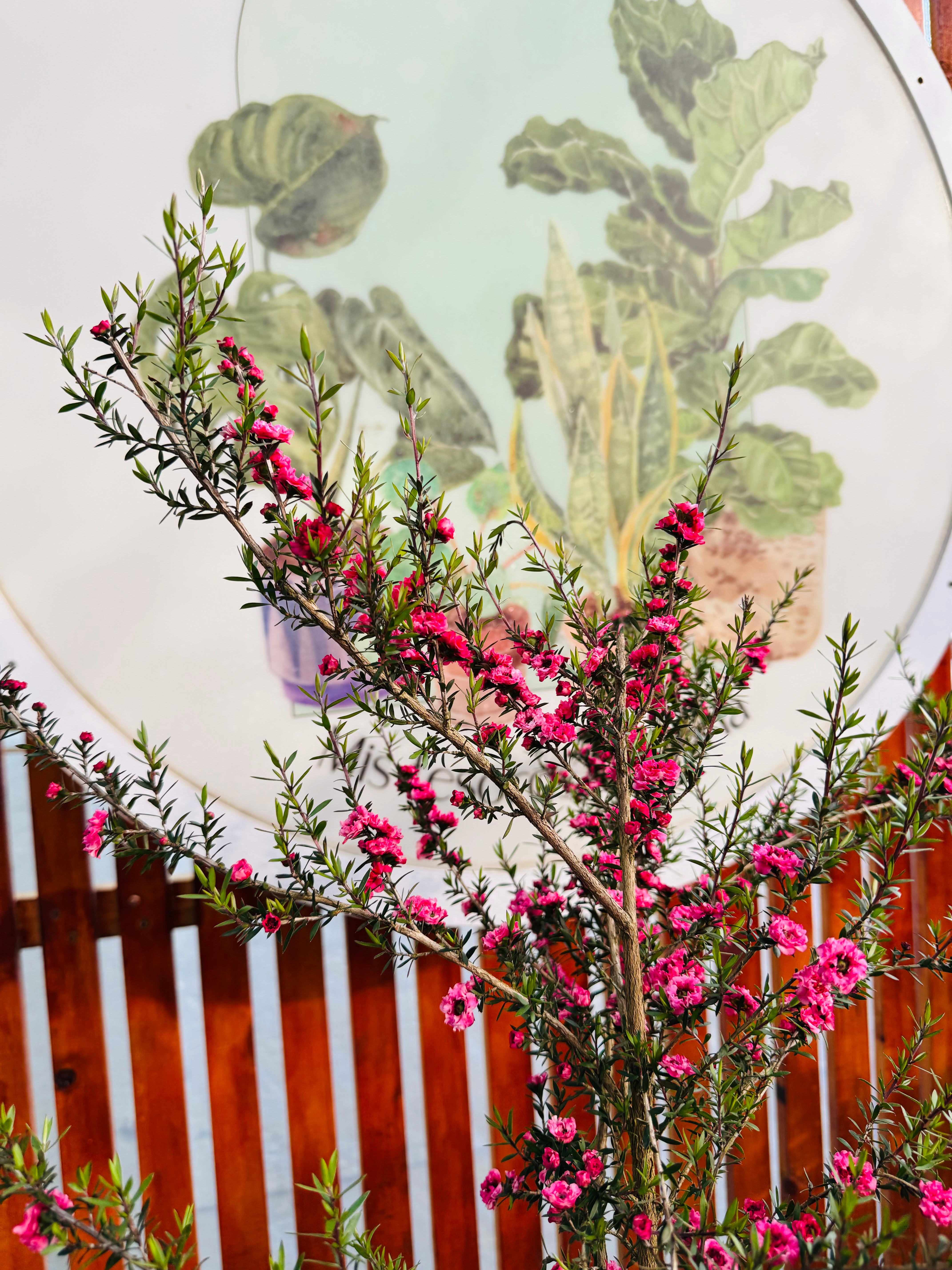 Leptospermum Fucsia 