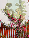 Leptospermum Fucsia "m"