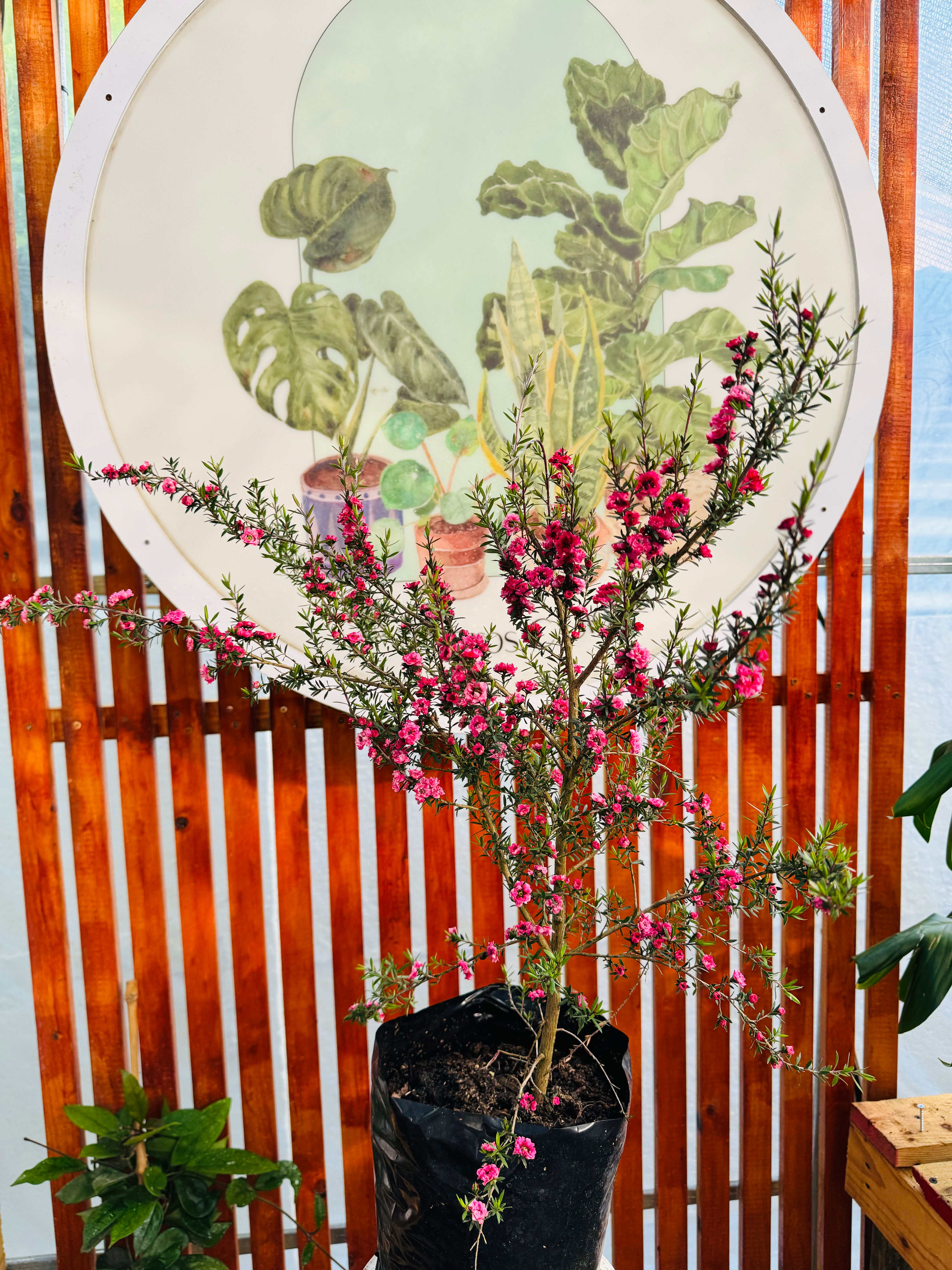 Vivero Mis Tesoros C Gloria
