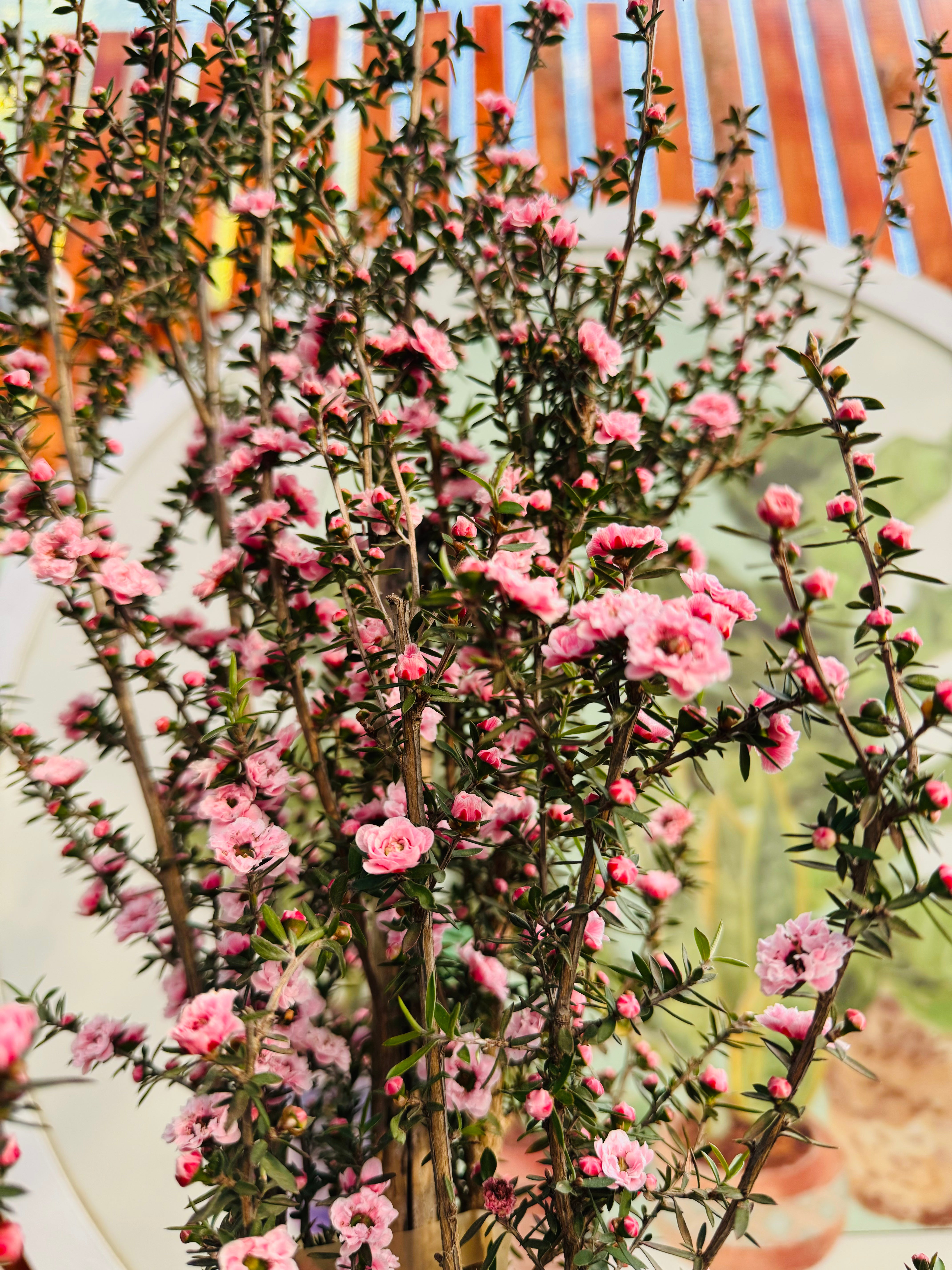 Vivero Mis Tesoros C Gloria