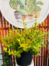 Abelia Golden
