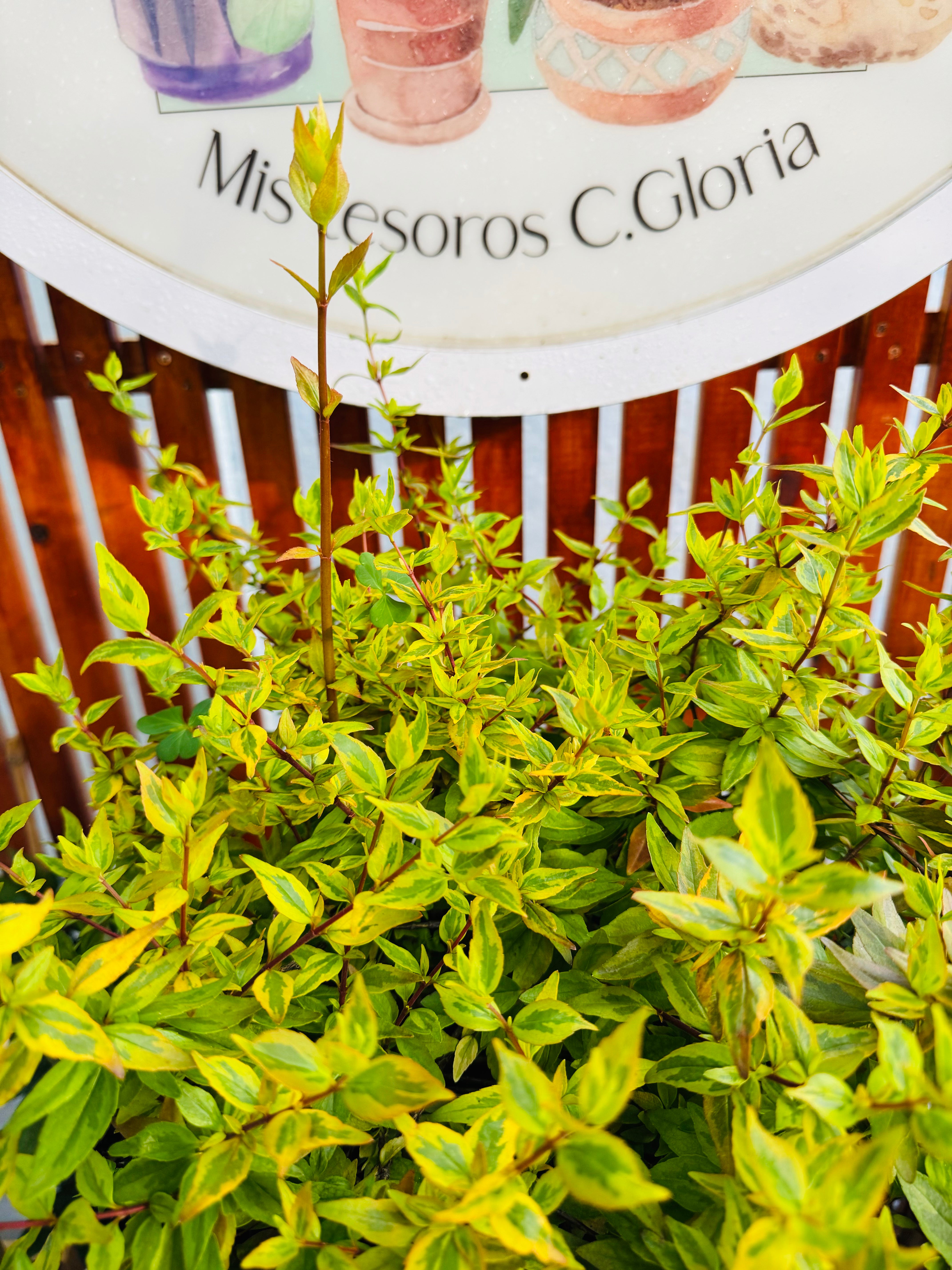 Vivero Mis Tesoros C Gloria
