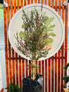Leptospermum Fucsia "L"
