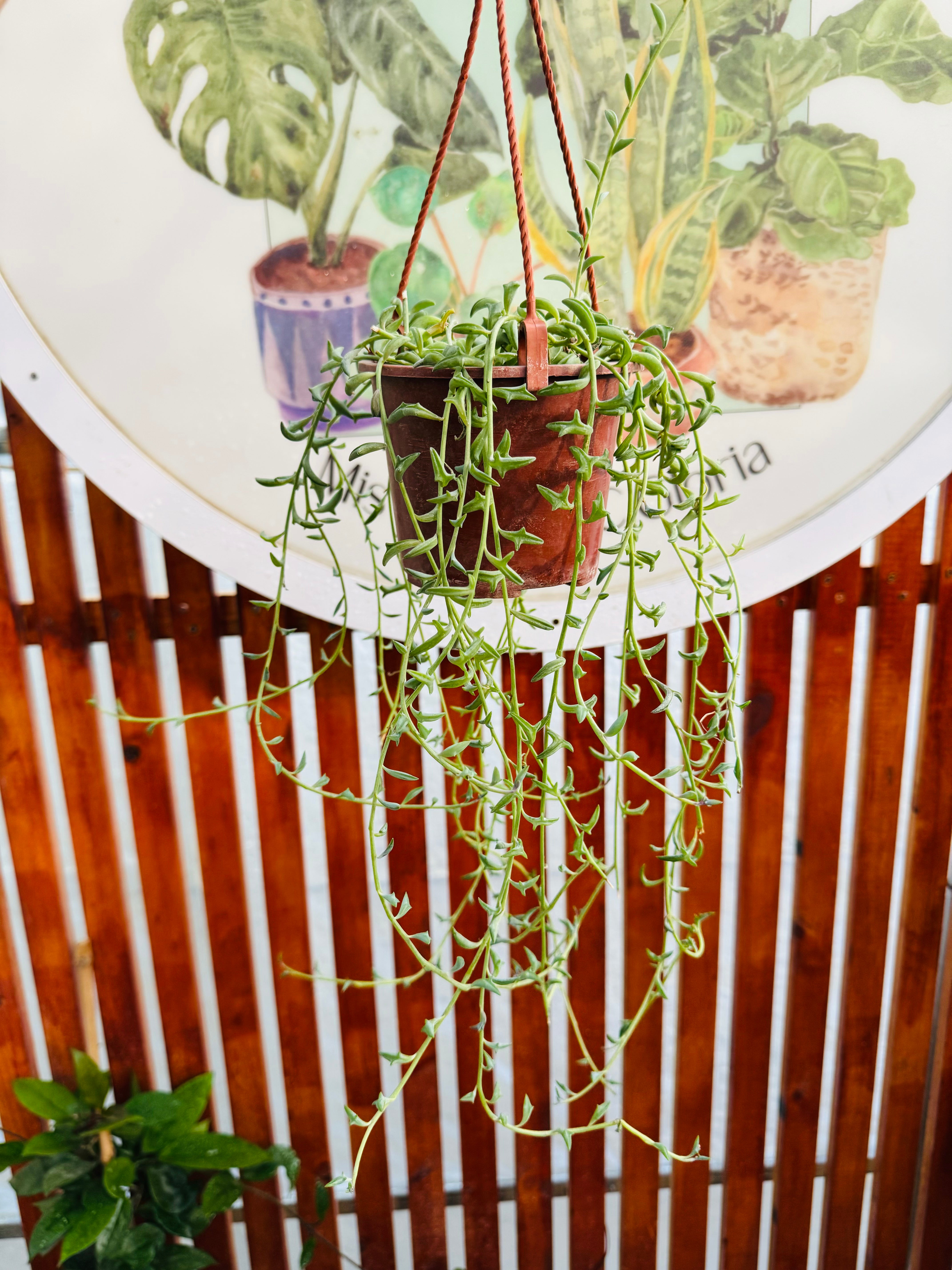 Senecio Peregrins - Delfín