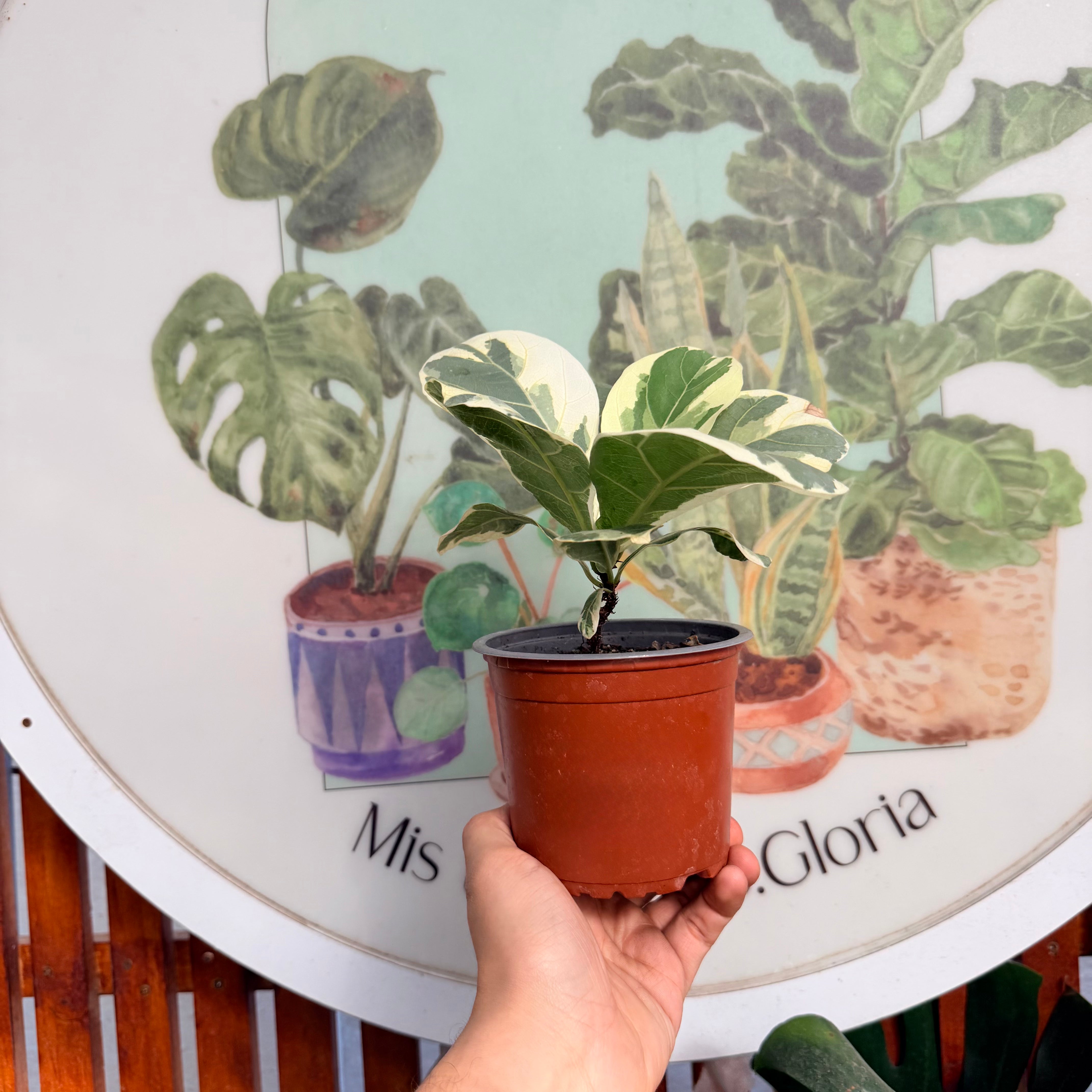 Ficus Lyrata Variegado