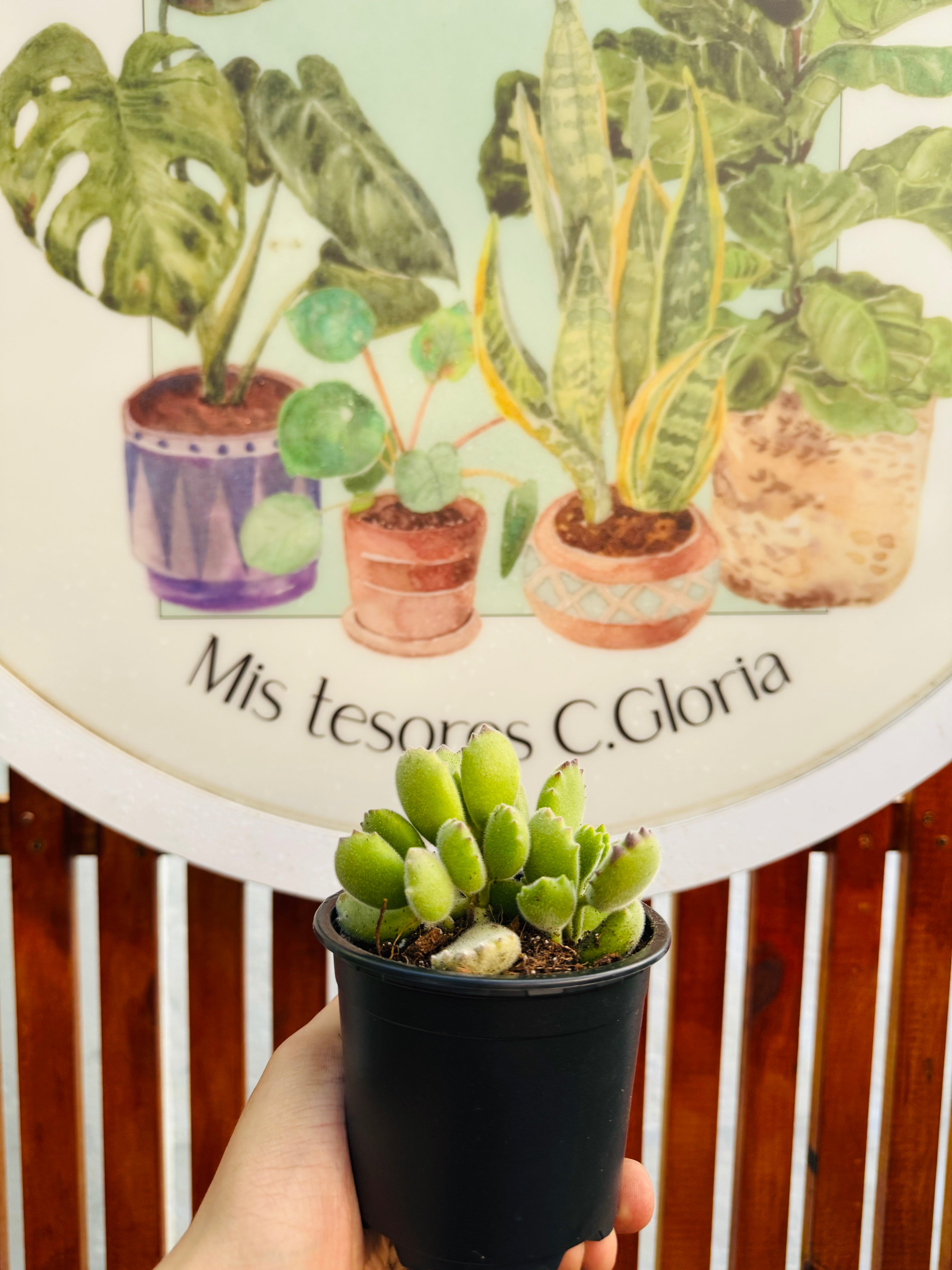 Garrita de oso "Cotyledon Tomentosa"