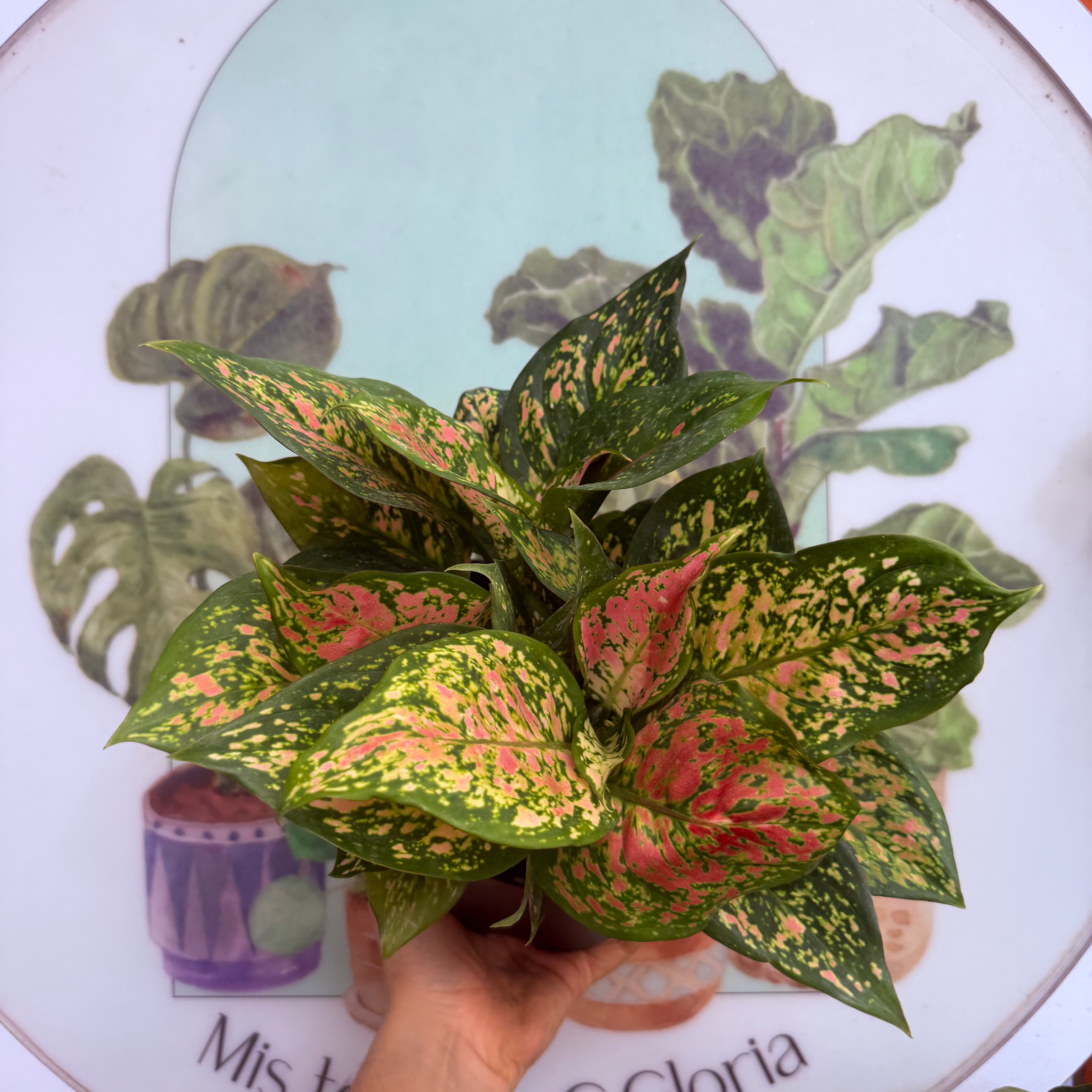 Aglaonema Auspicious Red