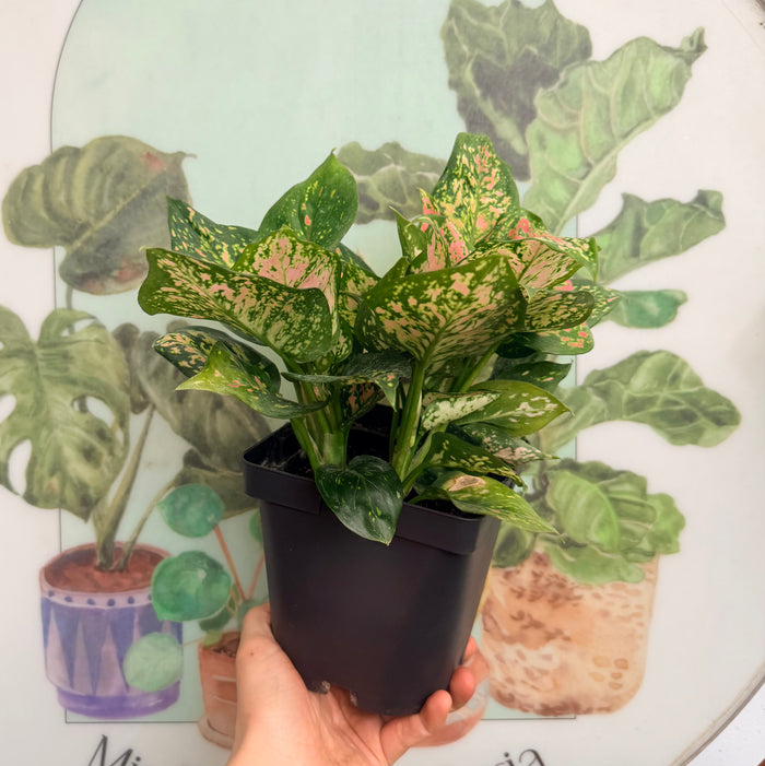 Aglaonema Auspicious Red