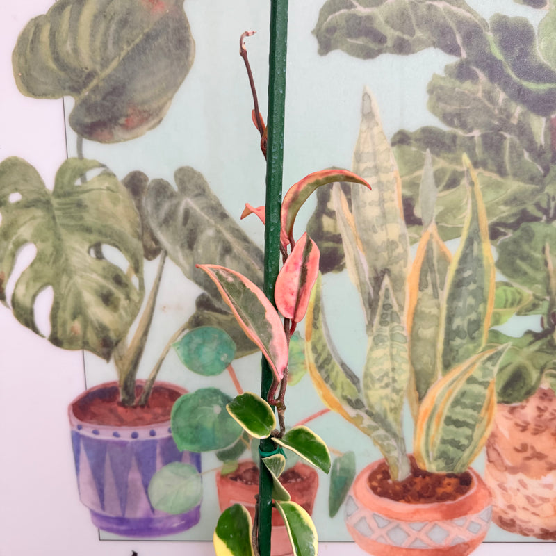 Hoya Krimson Queen "Clepia Variegada"