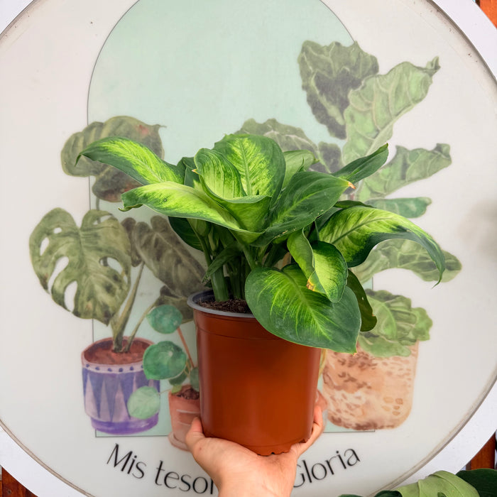 Dieffenbachia Tropic Golden