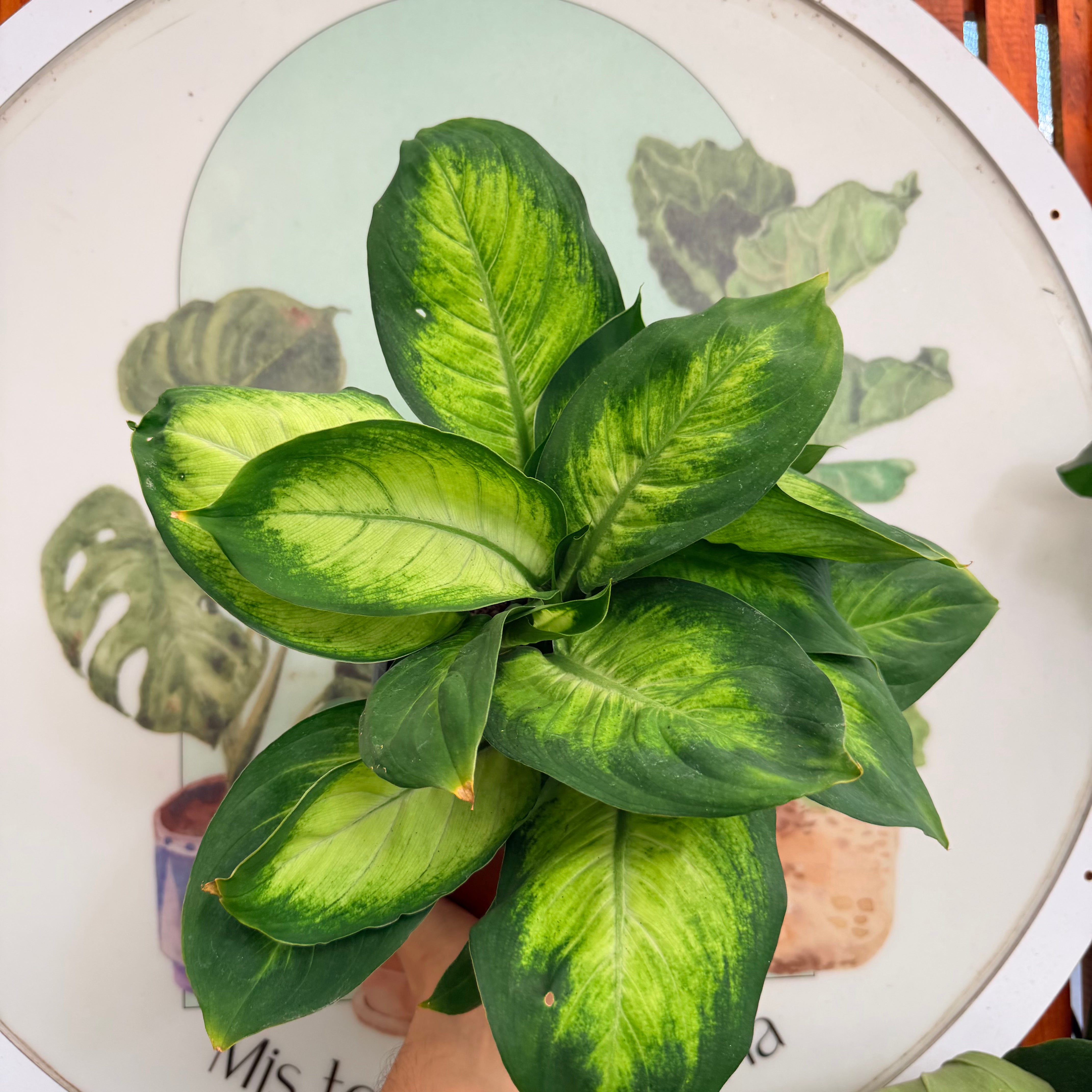 Dieffenbachia Tropic Golden