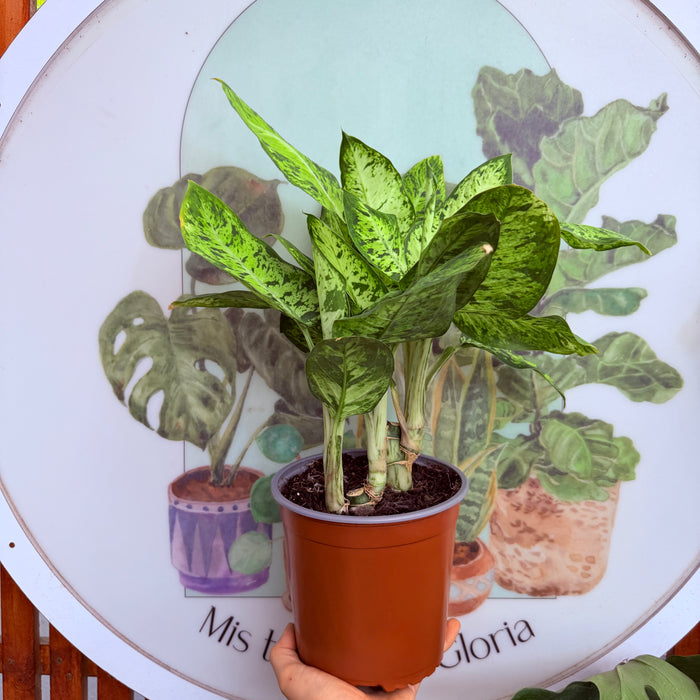 Dieffenbachia Sunrise
