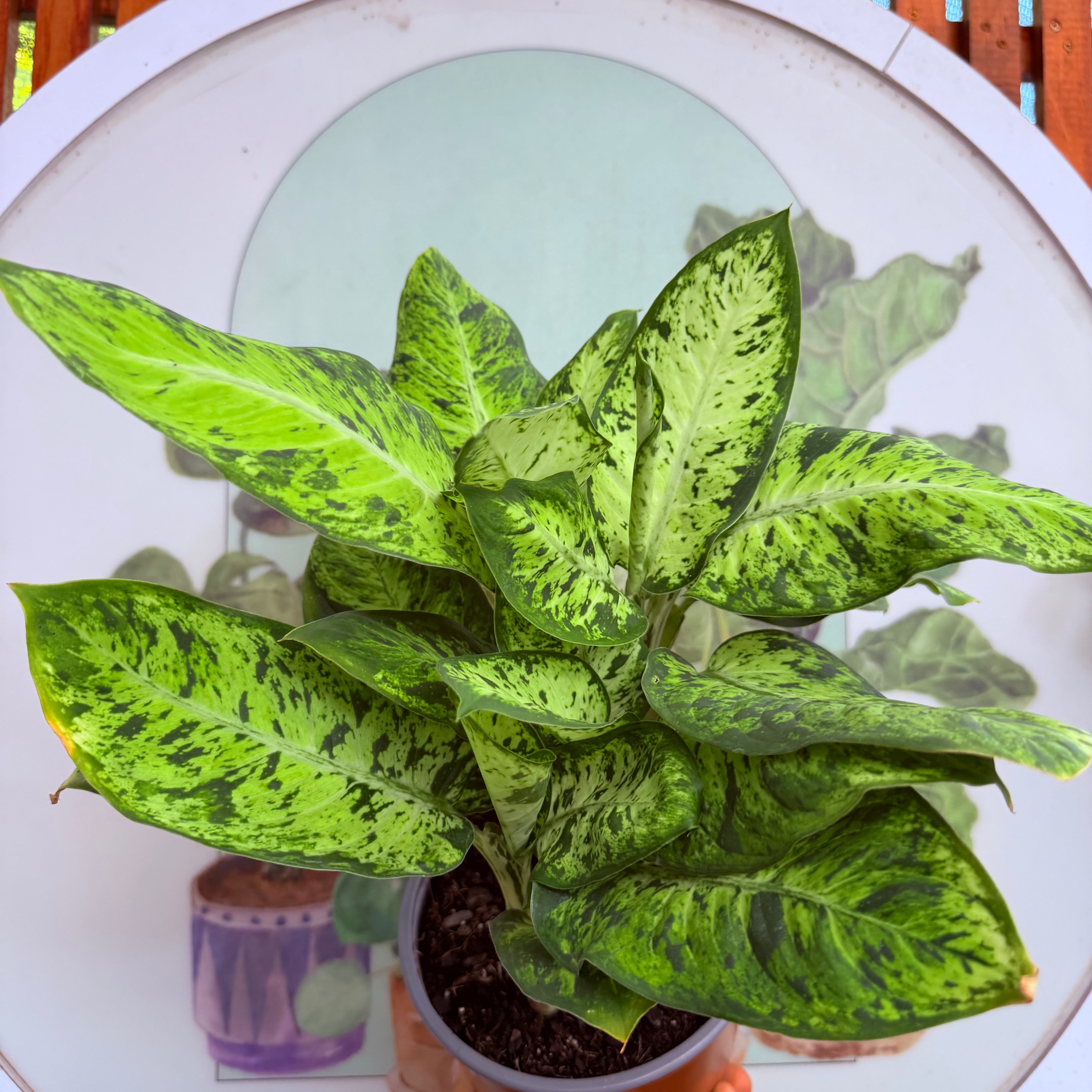 Dieffenbachia Sunrise