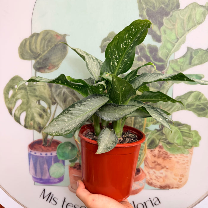 Aglaonema Silver Frost