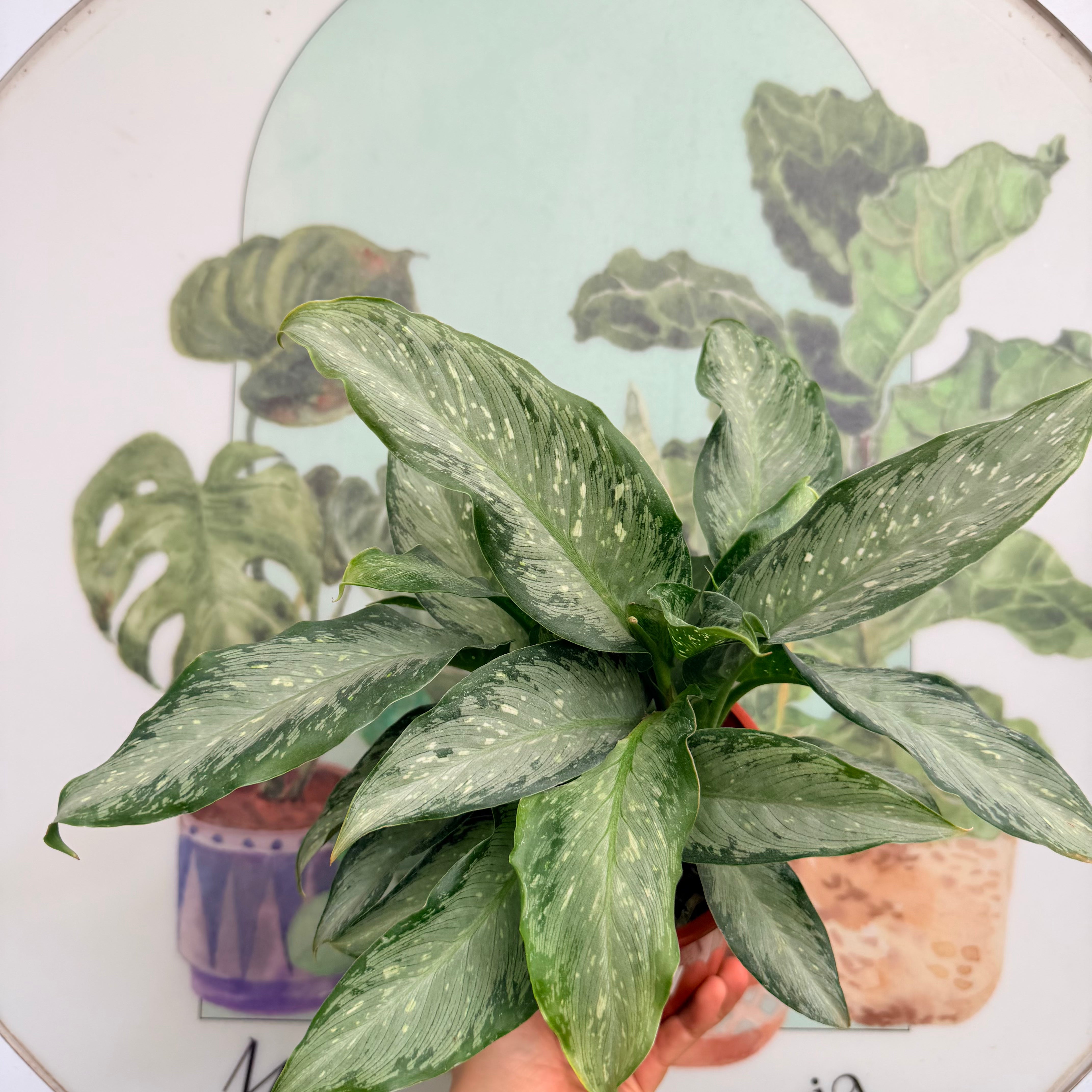 Aglaonema Silver Frost