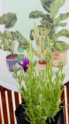 Lavanda Stoecha