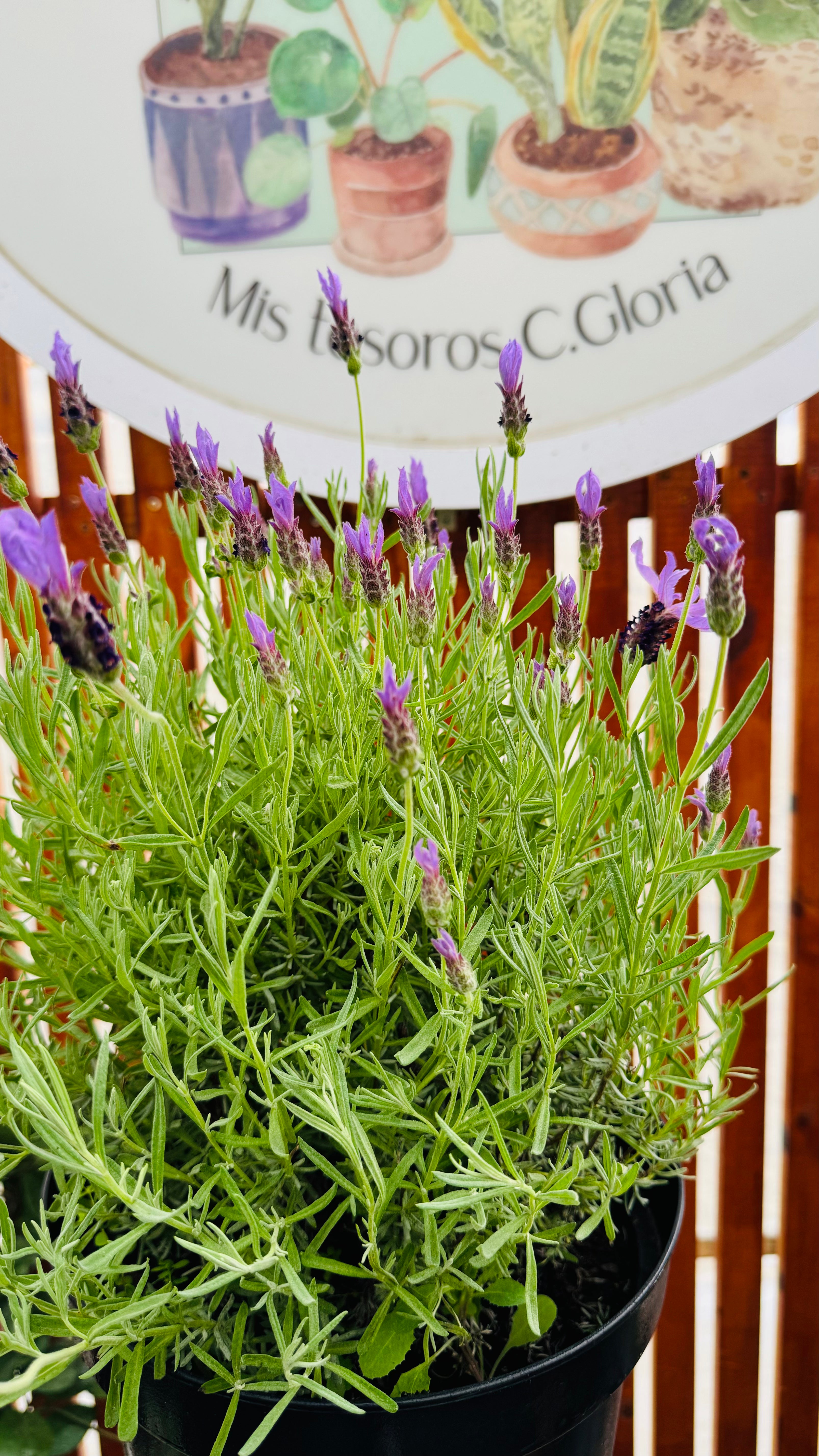 Vivero Mis Tesoros C Gloria
