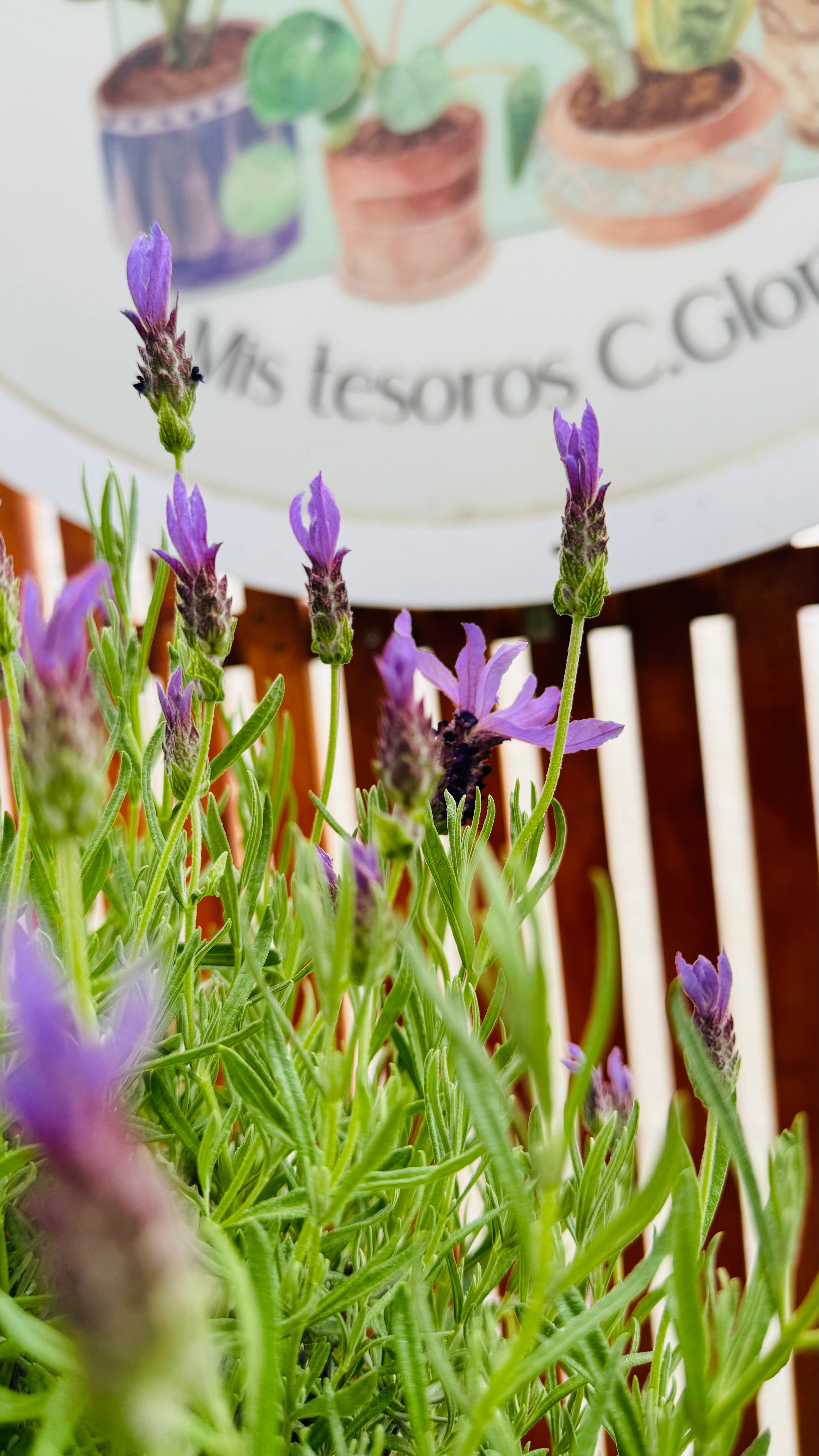 Vivero Mis Tesoros C Gloria