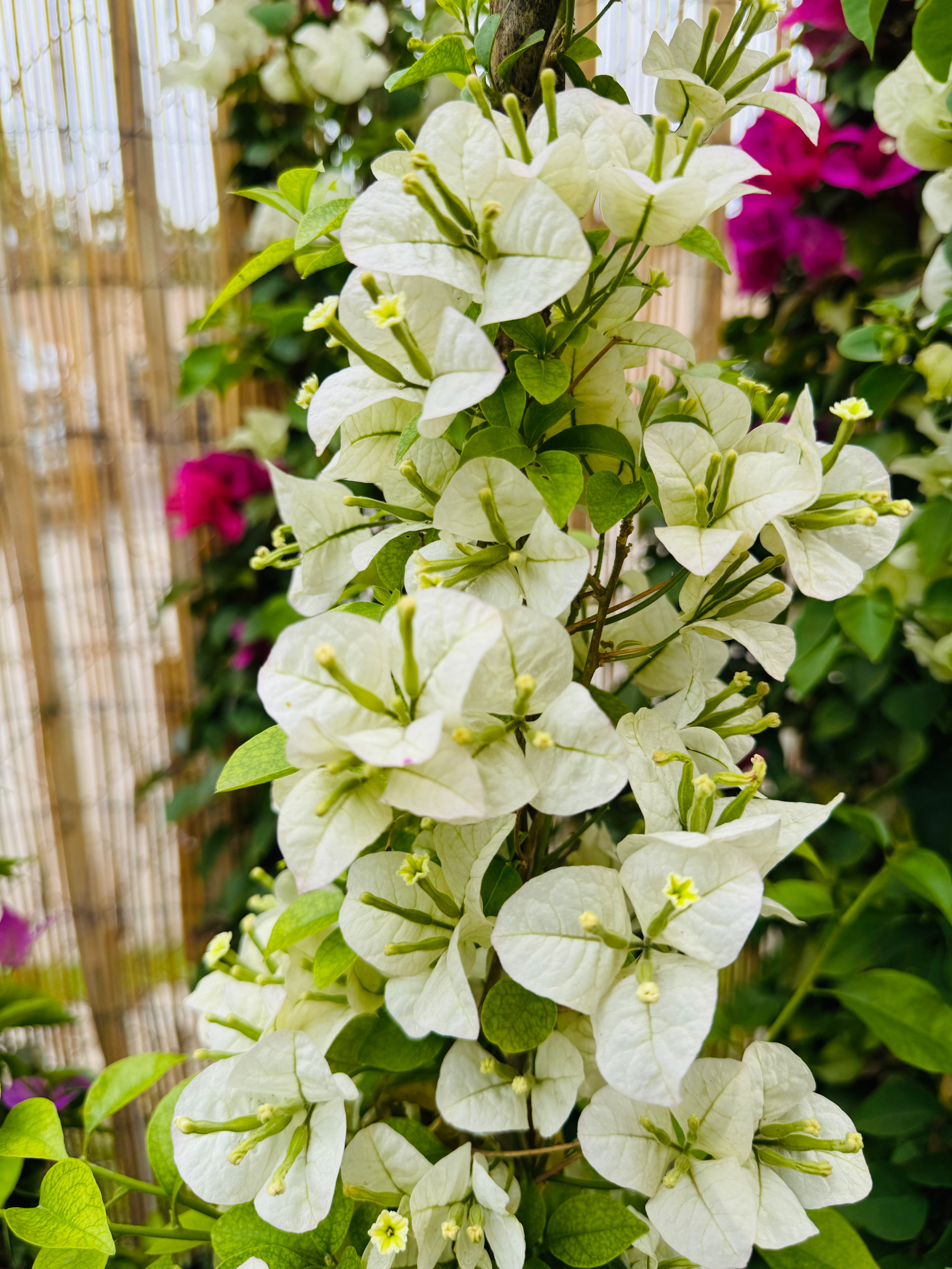 Vivero Mis Tesoros C Gloria