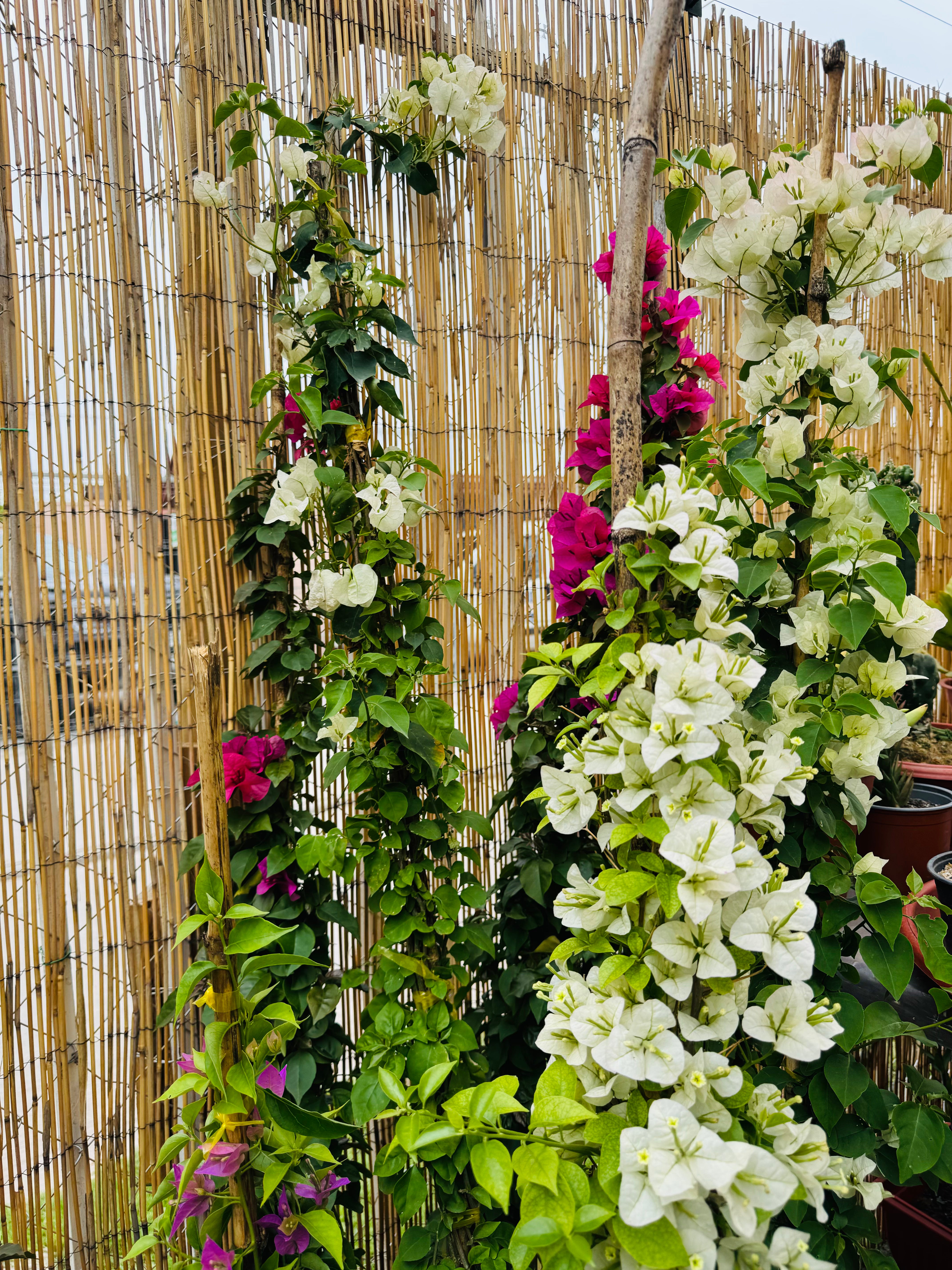 Vivero Mis Tesoros C Gloria
