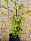 Acer Japonico
