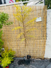 Jacarandá