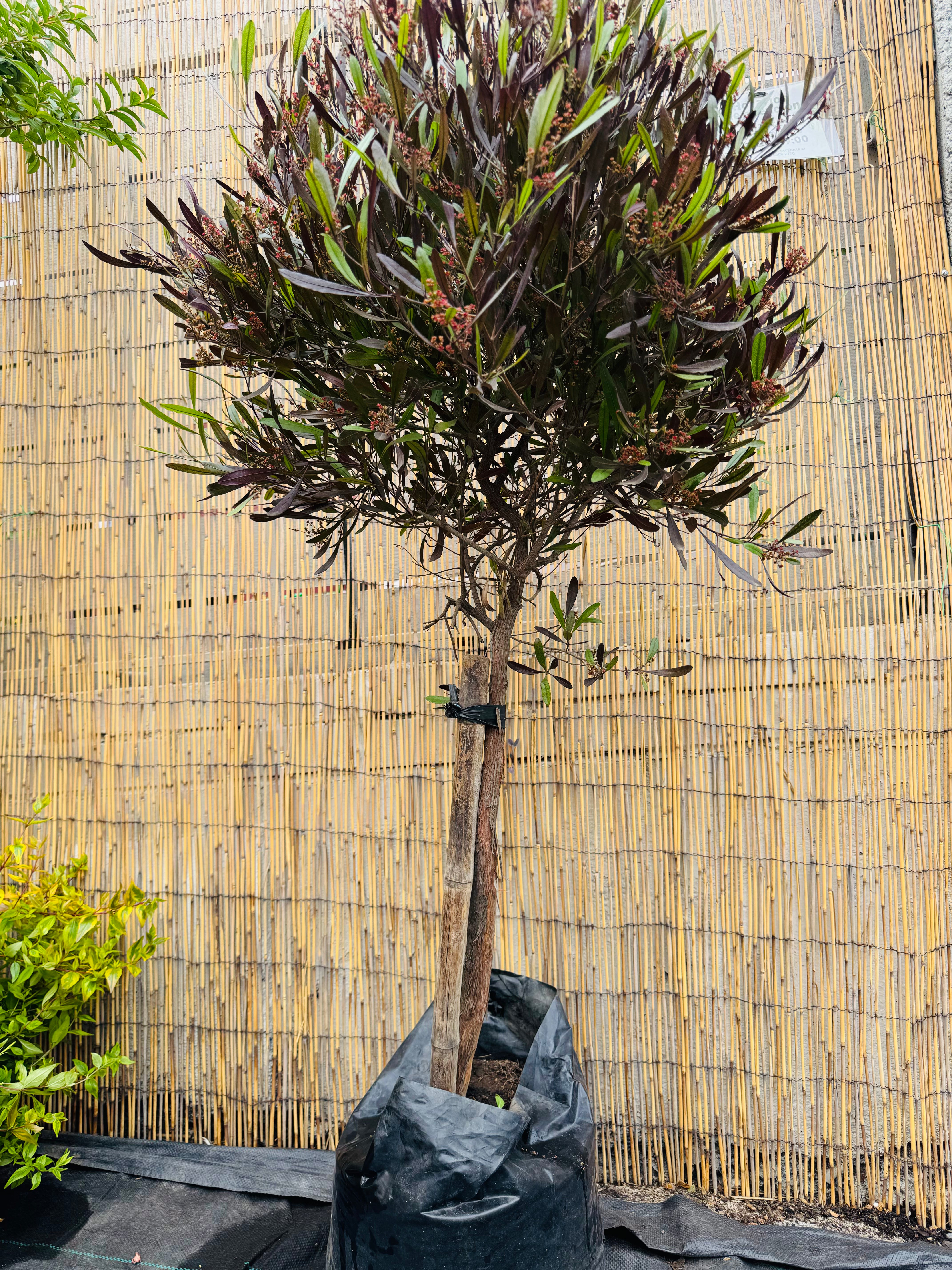 Stenocarpus Rojo pie alto