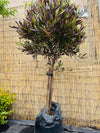 Stenocarpus Rojo pie alto
