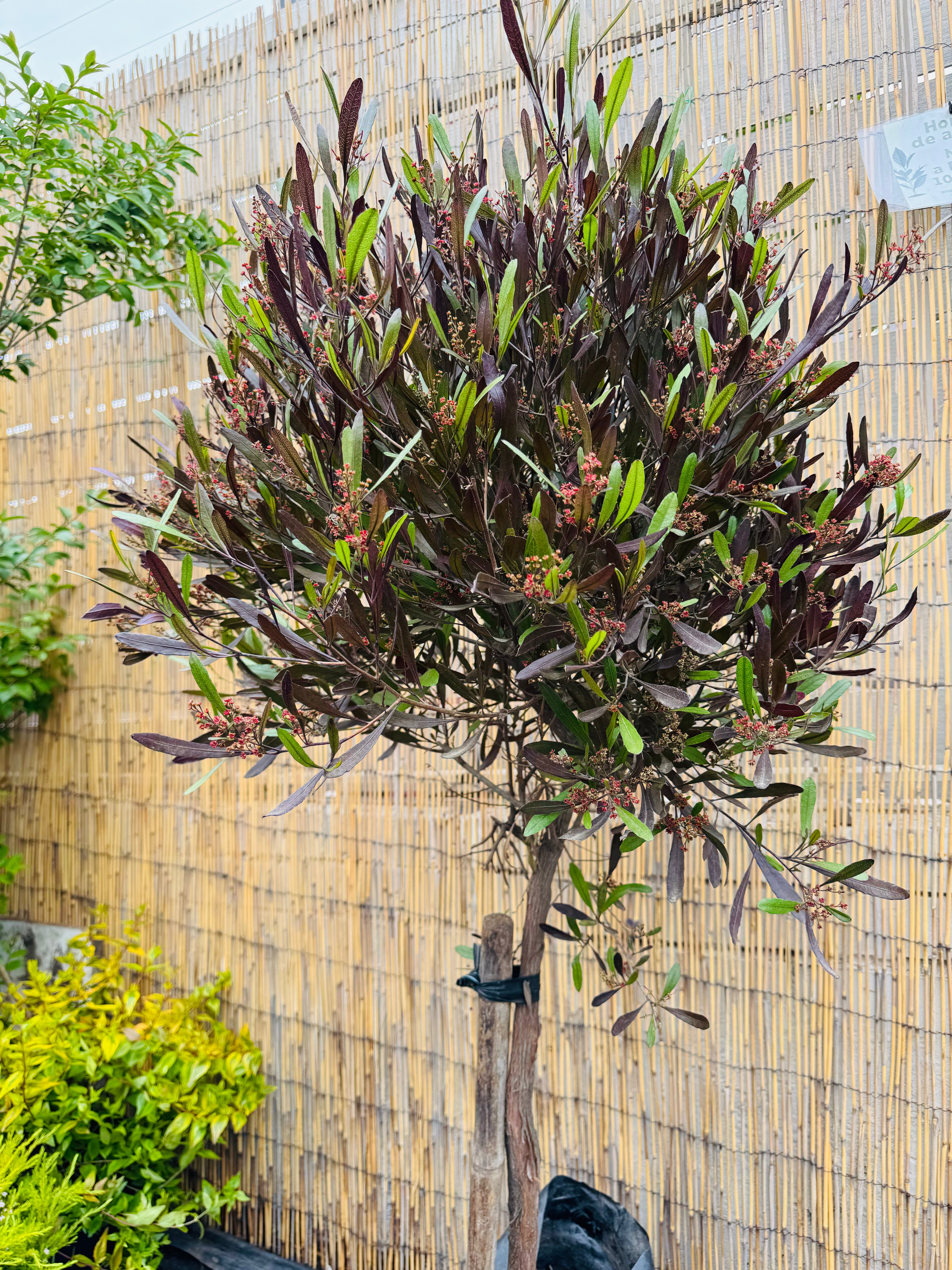 Vivero Mis Tesoros C Gloria