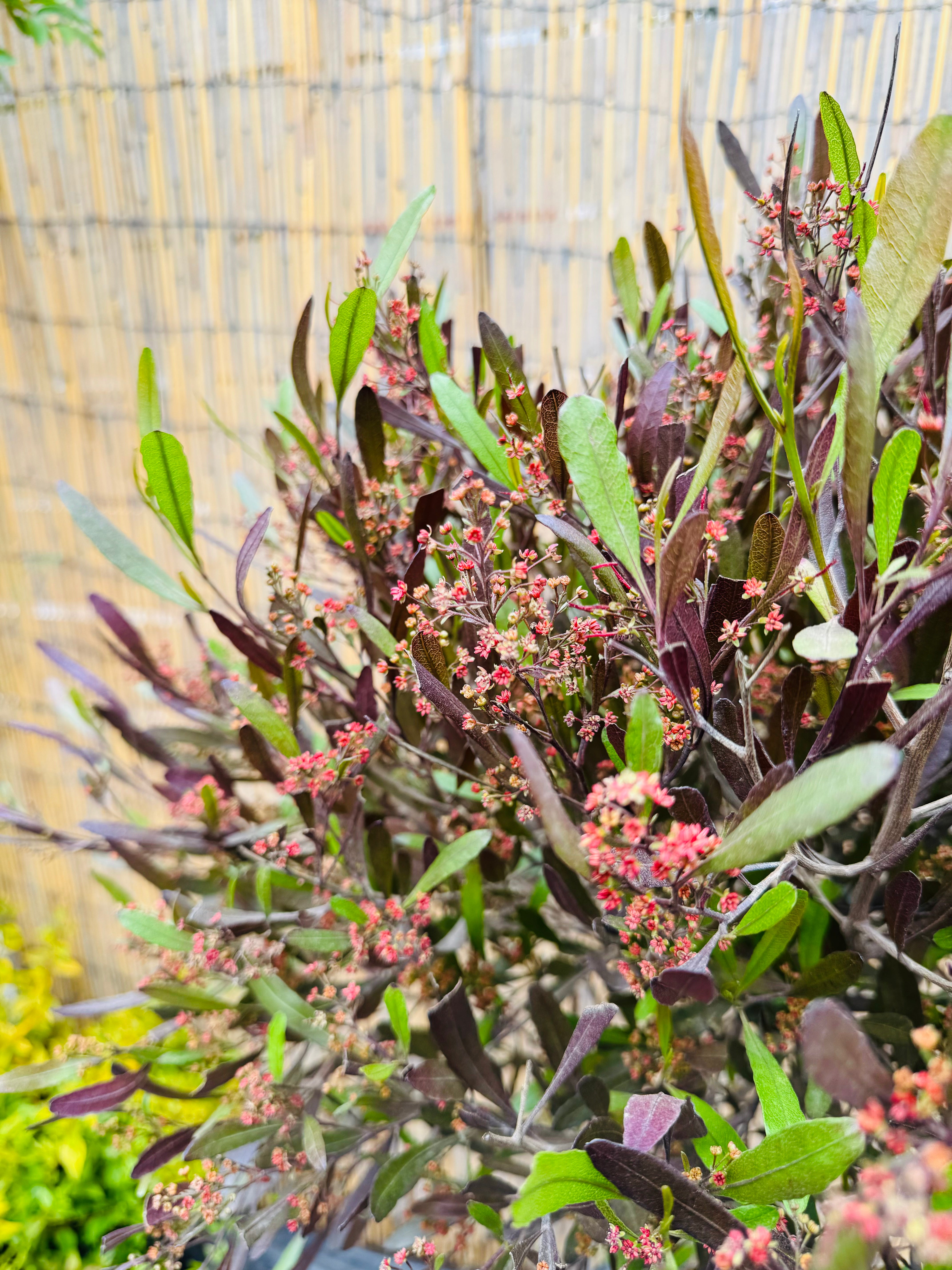 Vivero Mis Tesoros C Gloria