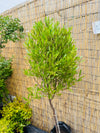 Stenocarpus Verde pie alto