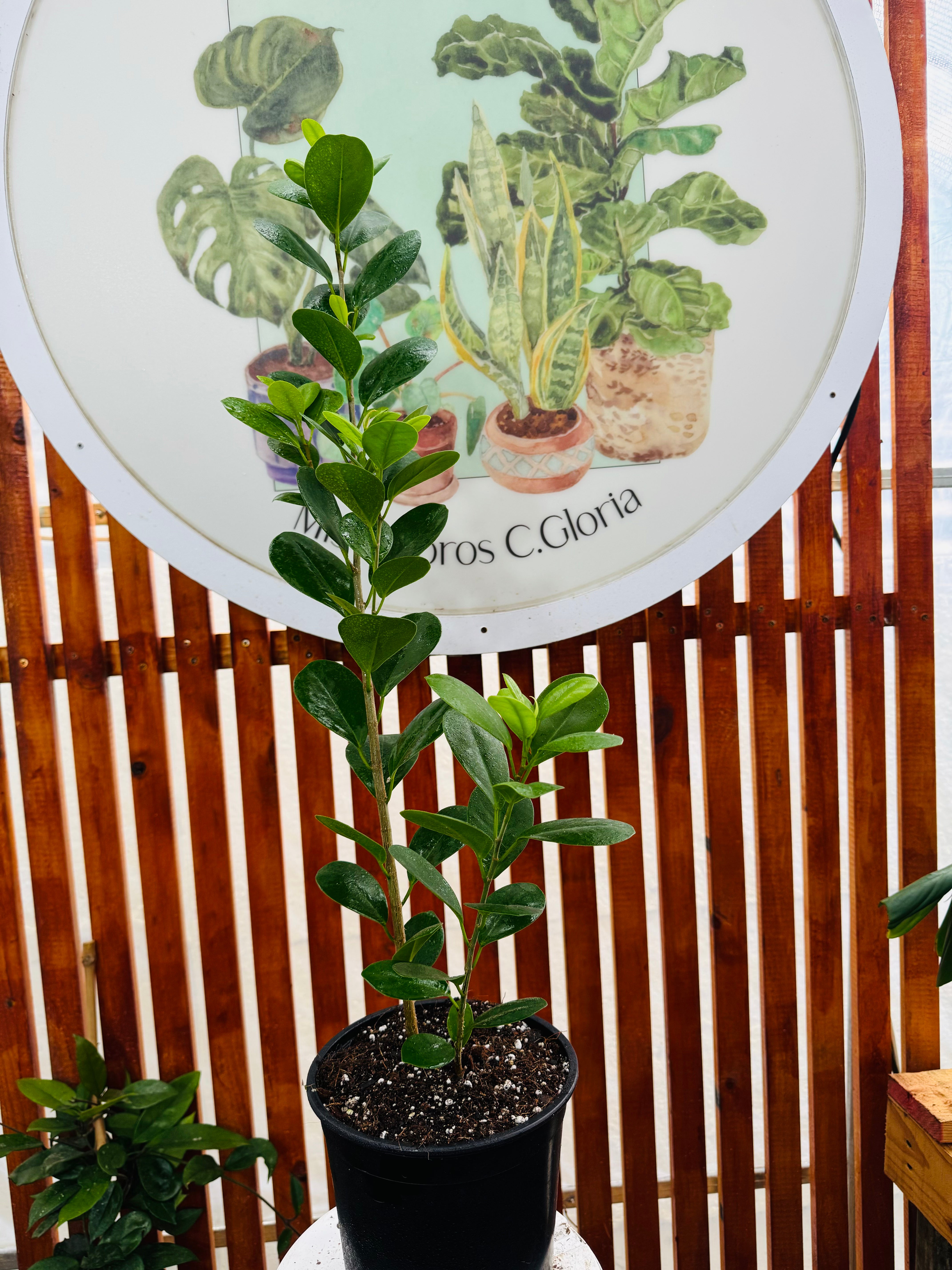 Ficus Moclamé