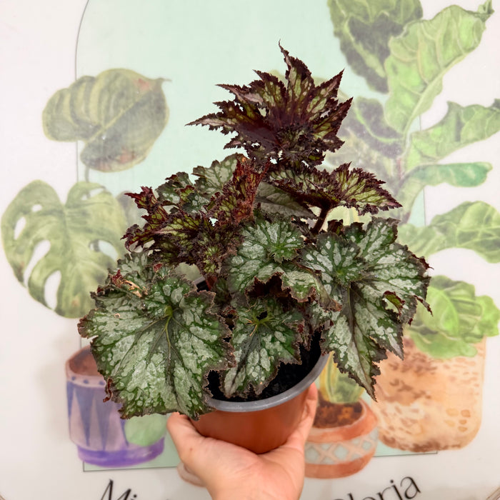 Begonia Rex Caracol