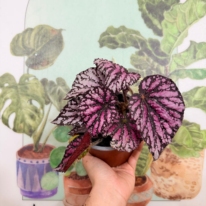 Begonia Rex Pink