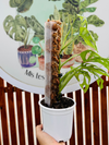 Monstera Adansonni c/tutor