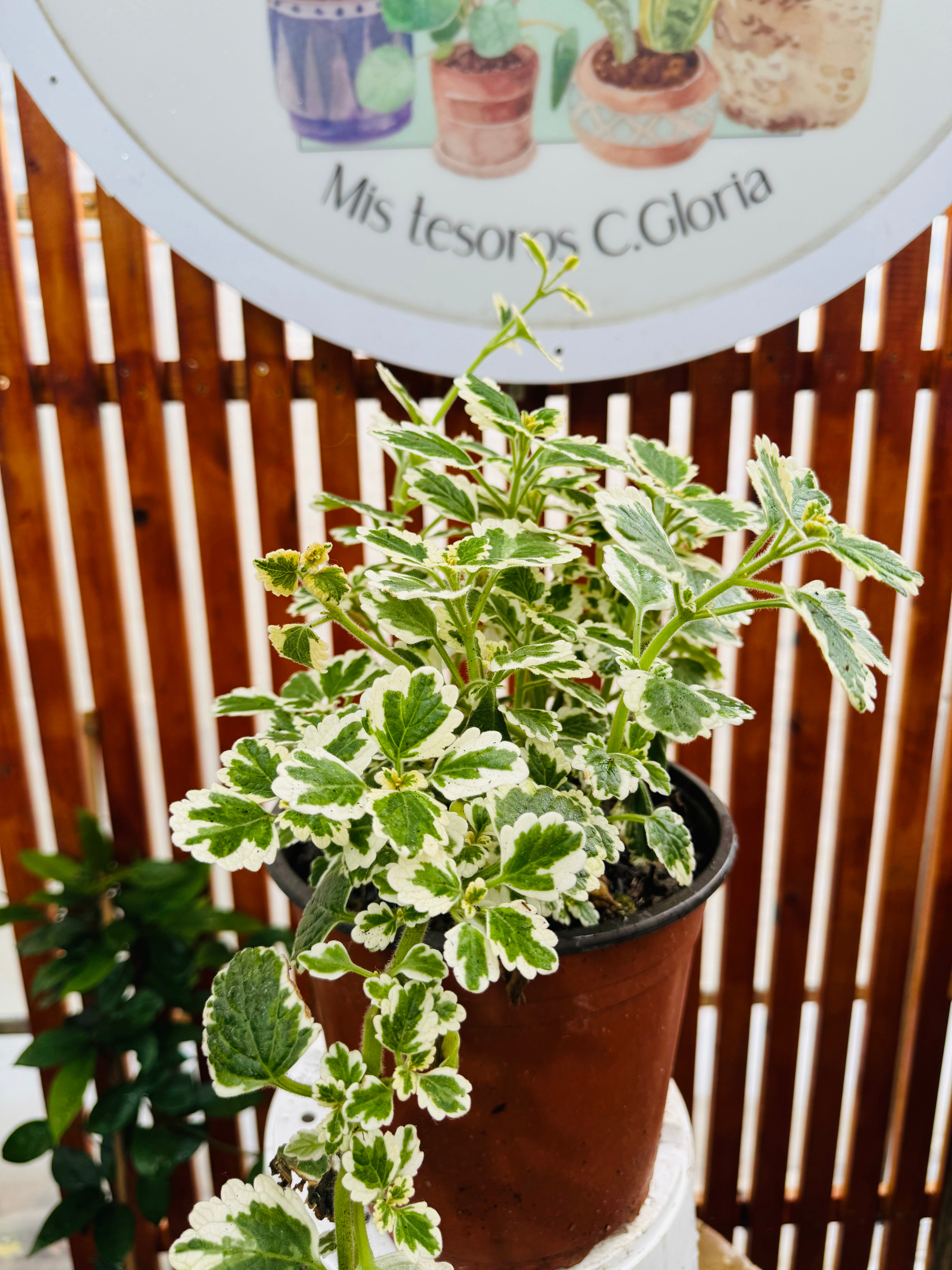 Vivero Mis Tesoros C Gloria