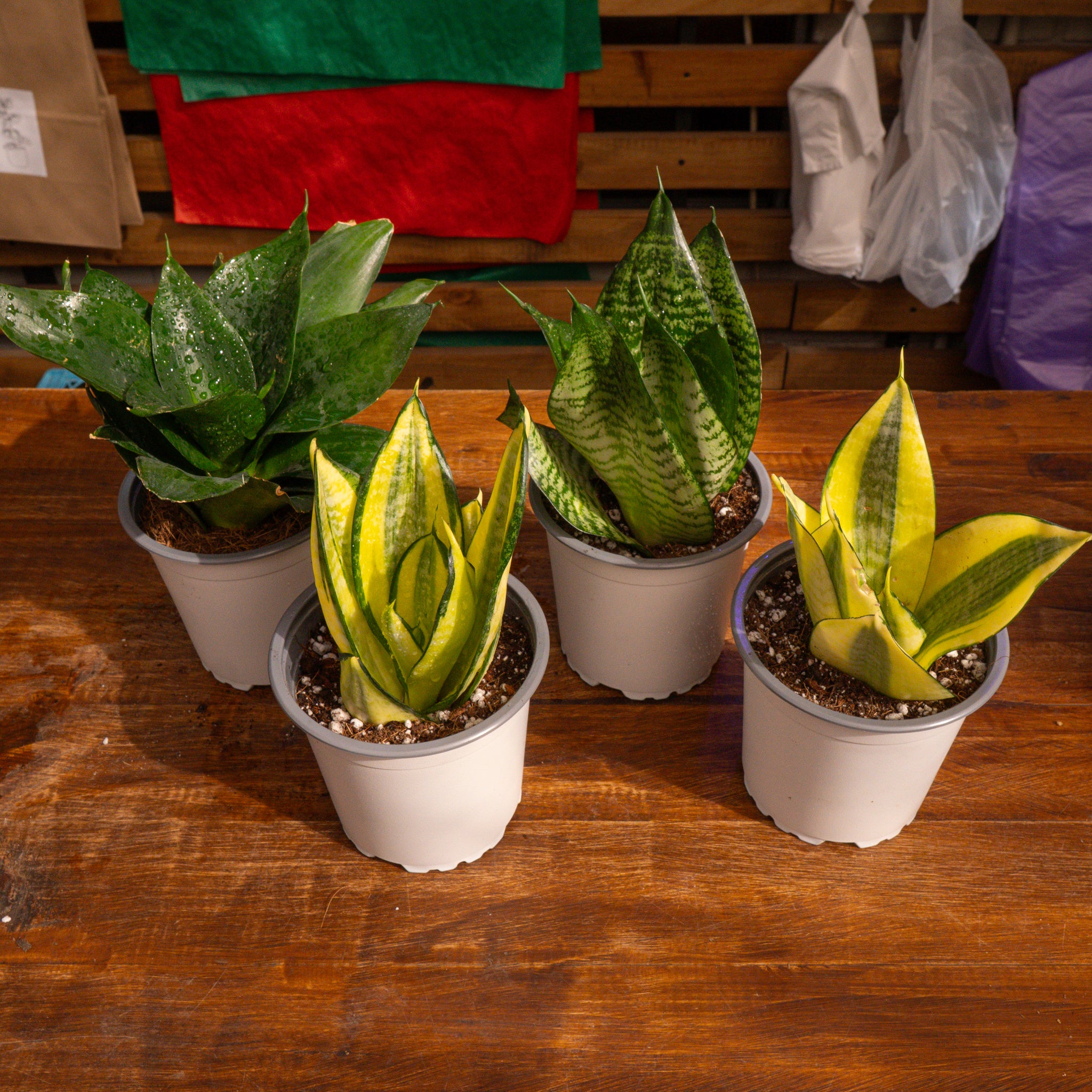 Pack Sansevierias Hahnii